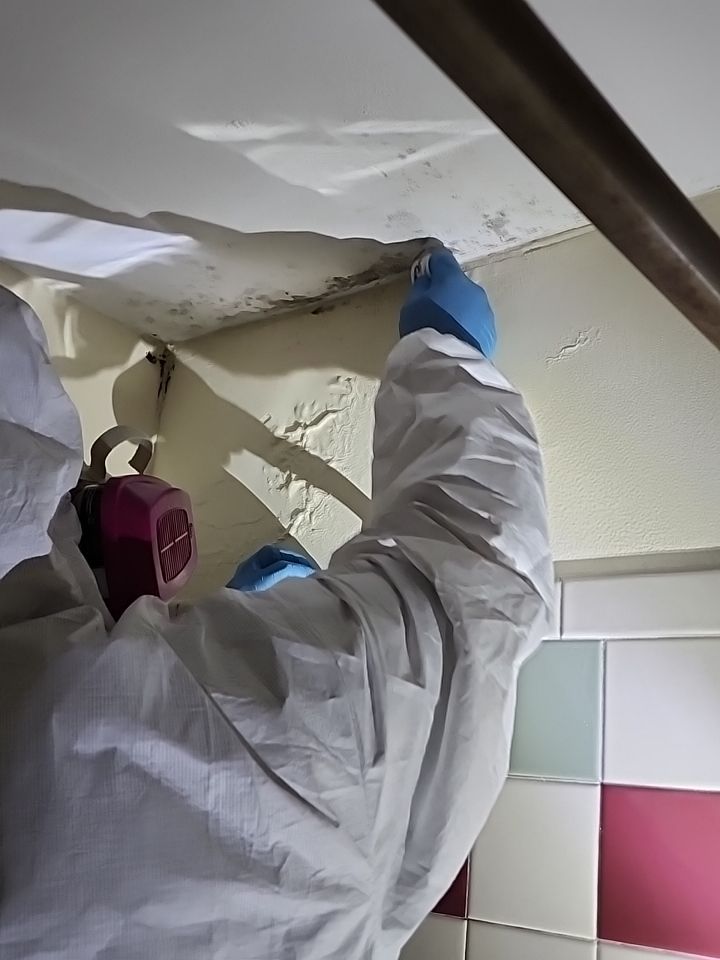 Exploring the Nexus of Mold and Home Insulation: An Enlightening Discourse 